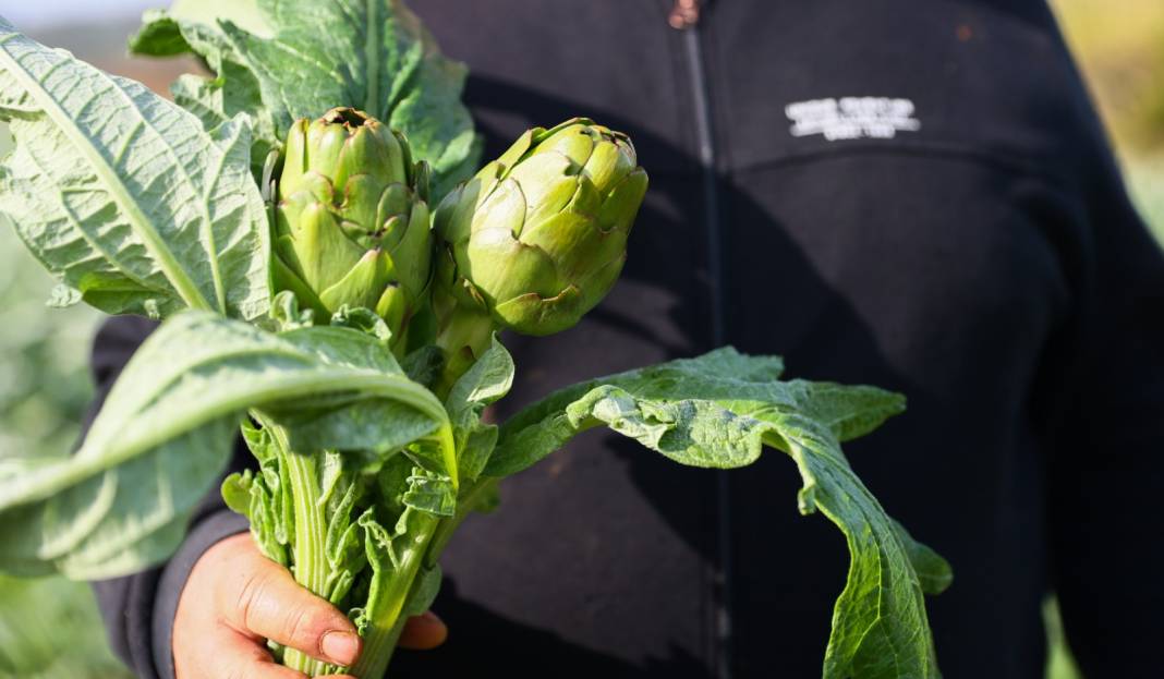 Bebek mamalarına ekleniyor. Bu yıl 10 bin tondan fazlası İzmir'den geldi 4